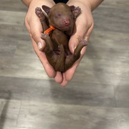 Poodle Puppies from Segovia Pups