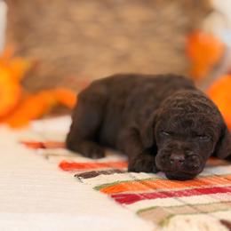 Houdini - Brown male Poodle puppy in Lavonia, Georgia from Peach Blossom Kennels