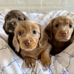 Dachshund puppies from Blue Bow Kennels