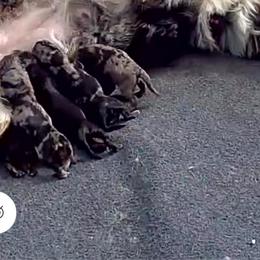 June - Blue merle female Aussiedoodle puppy in Fredonia, Pennsylvania from Drew’s Aussies & Doodles