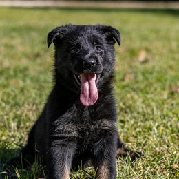 Rysa - Bi-color female German Shepherd puppy in Hammond, Louisiana from Von LaMarca German Shepherds