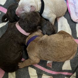 Goldendoodle Puppies from O’Doodle Clan Goldendoodles