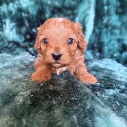 Scarlet - Red female Cavapoo puppy in Knoxville, Tennessee from Rocky Top Cavapoos