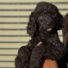 MoonShadow - Phantom female Poodle puppy in Corona, California from Garden Of Poodles