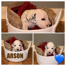 Arson - White and black male Dalmatian puppy in Des Moines, Iowa from Spot Splattered Dalmatians
