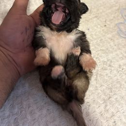 Pekingese and Poodle Puppies from Dogs lovers
