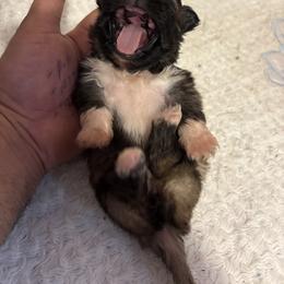 Pekingese and Poodle Puppies from Dogs lovers