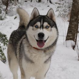 Alexey - Siberian Husky