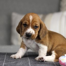 Snickers - Tan and white male Basset Hound puppy in Idaho from Welcome Home Bassets