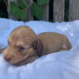 Chocolate shaded cream boy - Cream male Dachshund puppy in Ely, Iowa from Cedar River Mini Dachshunds