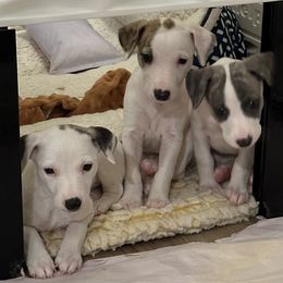 Whippet Puppies from Kamada Whippets