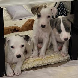 Whippet Puppies from Kamada Whippets