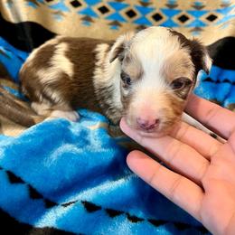 Ace - Red merle male Toy Australian Shepherd puppy in Miami, Oklahoma from HighEnd Aussies