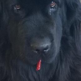 Newfoundlands from Lucky Stone Newfoundlands