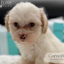 Cornell - White male Shorkie puppy in Scottsdale, Arizona from Lil Luxe Pups