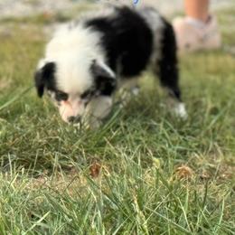 Miniature Australian Shepherd Puppies from Dutton's Show Me Farms