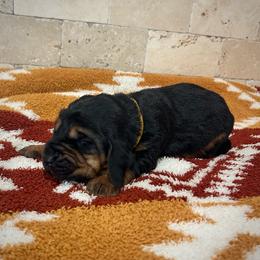 Delta - Black and tan female Bloodhound puppy in Marvell, Arkansas from Hat Creek Kennel