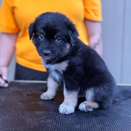 Eddy - Black tri male Miniature American Shepherd puppy in White City, Oregon from Born Rogue Miniature American Shepherds
