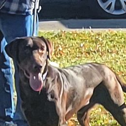 Buddy - Labrador Retriever