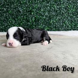 Black Boy - Black male Goldendoodle puppy in Modesto, California from Two Doods Doodles