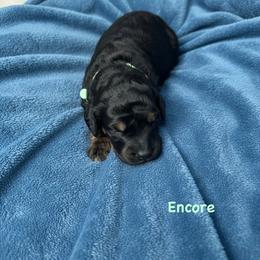 Encore - Phantom male Goldendoodle puppy in Sanderson, Florida from Serenity Goldendoodles