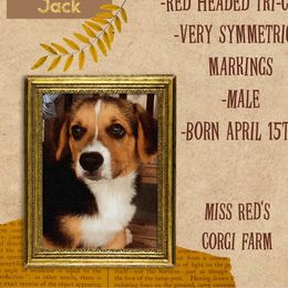 Pembroke Welsh Corgi Puppies from Miss Red's Corgi Farm