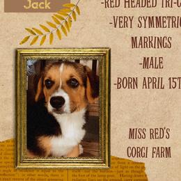 Pembroke Welsh Corgi Puppies from Miss Red's Corgi Farm