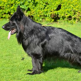 Intera - German Shepherd