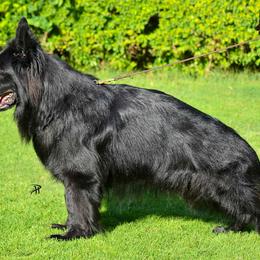 Intera - German Shepherd