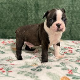 Black brindle - Black brindle and white male Boston Terrier puppy in Madera Acres, California from Muggin Bostons Terriers and Mini Dachshund