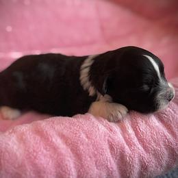 Boy 1 - male Chinese Crested puppy in Tomball, Texas from Gracieux Chinese Cresteds
