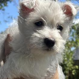 West Highland White Terrier Puppies from Amazing Grace Westies