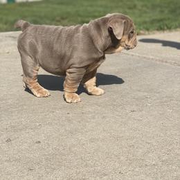 Bulldog Puppies from Midwest Monster Made Bulldogs