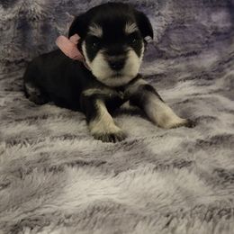 Miniature Schnauzer Puppies from Kim Stockstill