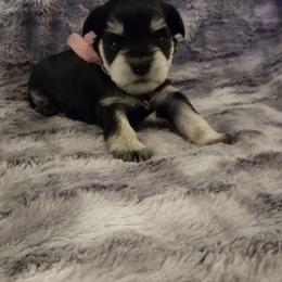 Miniature Schnauzer Puppies from Kim Stockstill