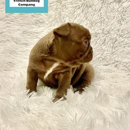 French Bulldog Puppies from The French Bulldog Company LLC