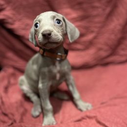 Orange collar - Silver gray female Weimaraner puppy in Payson, Arizona from Desert skyes weims