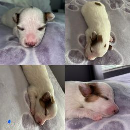Papillon Puppies from Kerwan Papillons