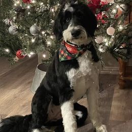 Aussiedoodle, Bernedoodle, and Poodle All Grown Up from Miller's Doodles
