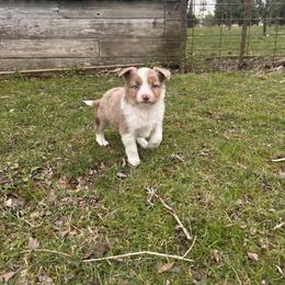 Carmel - Red merle female Miniature Australian Shepherd puppy in Urbana, Ohio from Polar Bear Farms