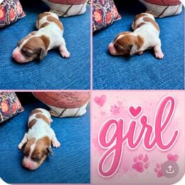 Piebald Girl - Piebald female Dachshund puppy in Michigan from Amberly's Dachshunds