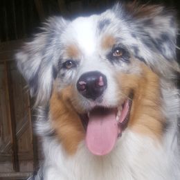 Australian Shepherds from Maple Knoll Aussies