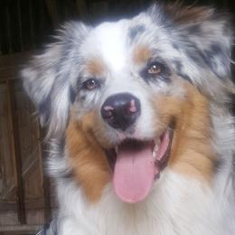 Australian Shepherds from Maple Knoll Aussies