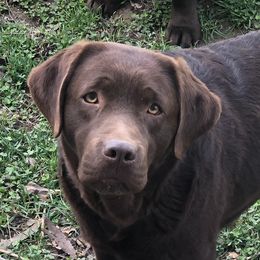 Paris - Labrador Retriever