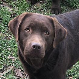 Paris - Labrador Retriever