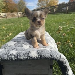 Pumpkin - Merle female Chihuahua puppy in Dayton, Ohio from Petite Pups