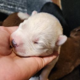 Nila - White female Siberian Husky puppy in Madison, Georgia from Thornbury Kennel