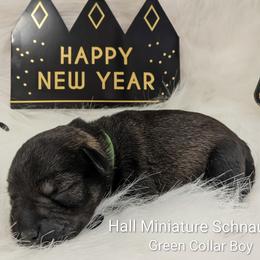 Green Collar - Salt and pepper male Miniature Schnauzer puppy in Peoria, Arizona from Hall Miniature Schnauzers