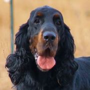 German Shorthaired Pointers and Gordon Setters from Pointsetter Farm