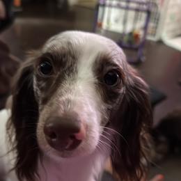 Skye - Dachshund